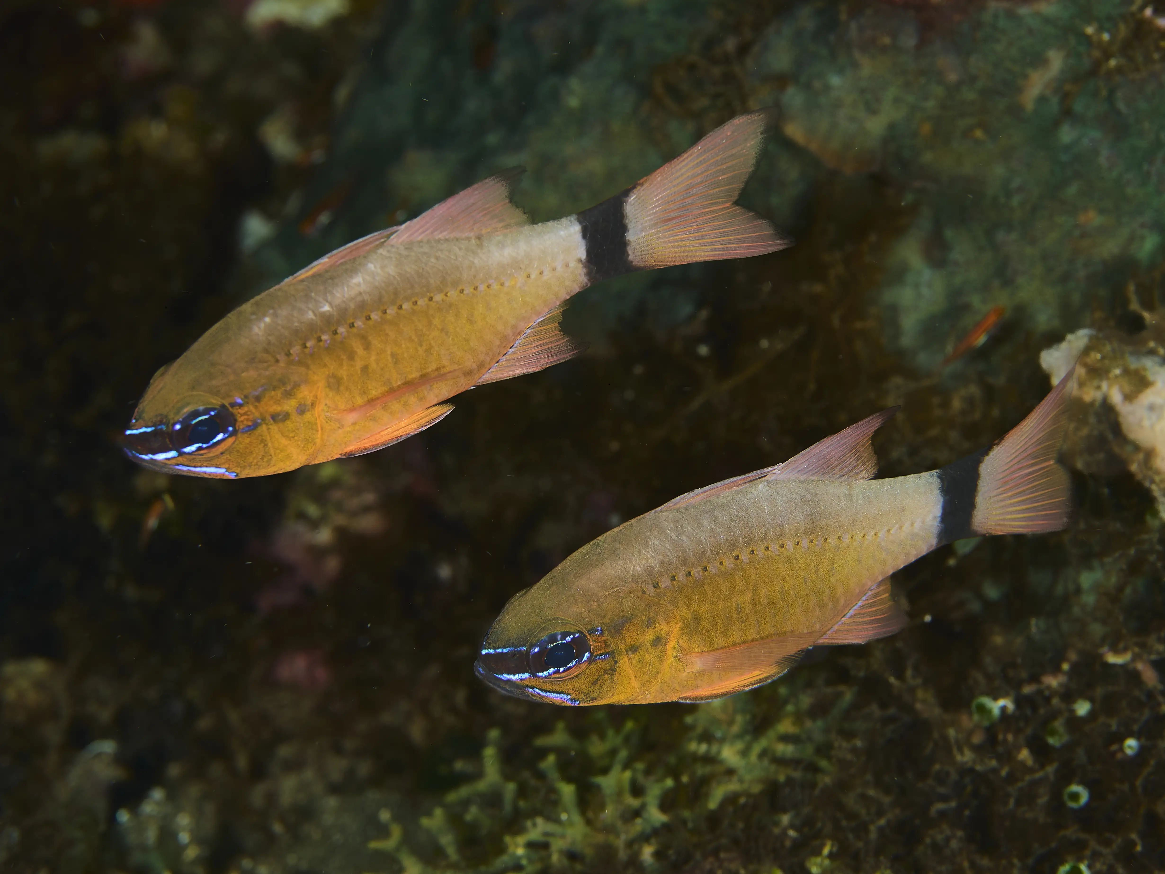 Cardinal fish - La Tortue house reef - 18m